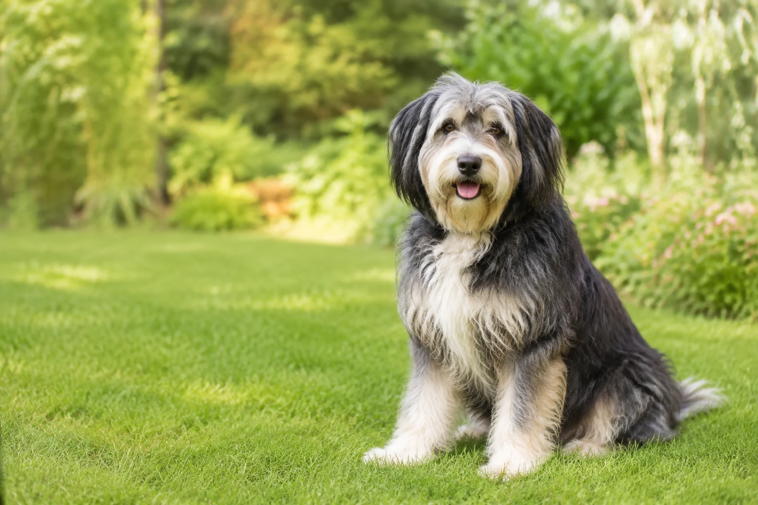 Perro de pelo largo gris y blanco disfrutando de un jardín